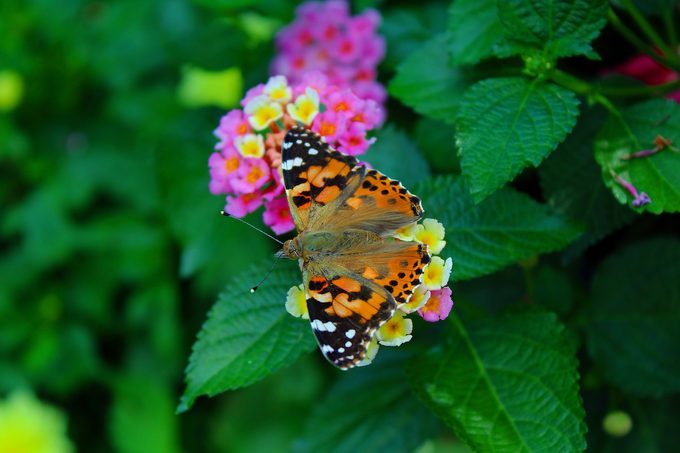 lantana butterfly