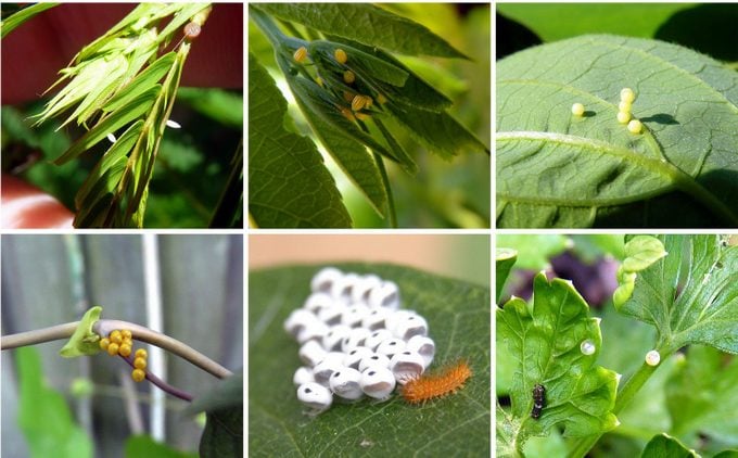 butterfly eggs, where do caterpillars come from