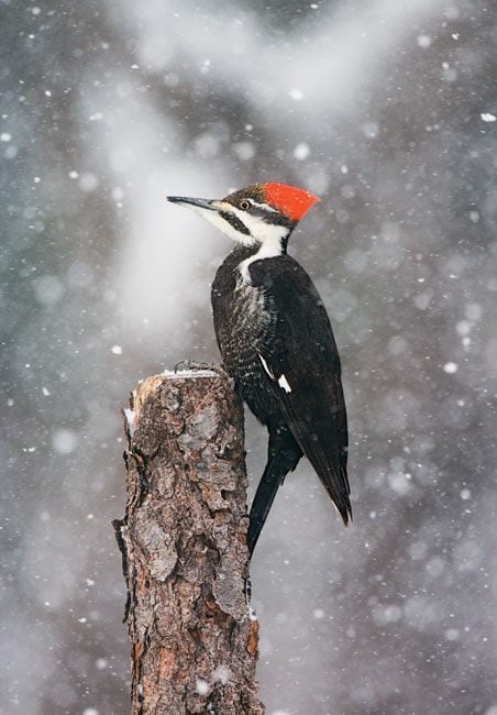 pileated woodpecker by Marie Read