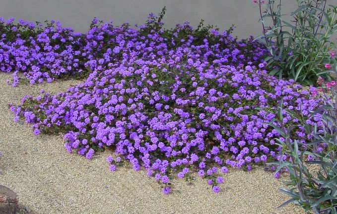 purple trailing lantana