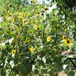 Tomatoes Make Great Sunflower Companion Plants
