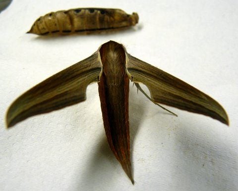 tersa sphinx moth pupa