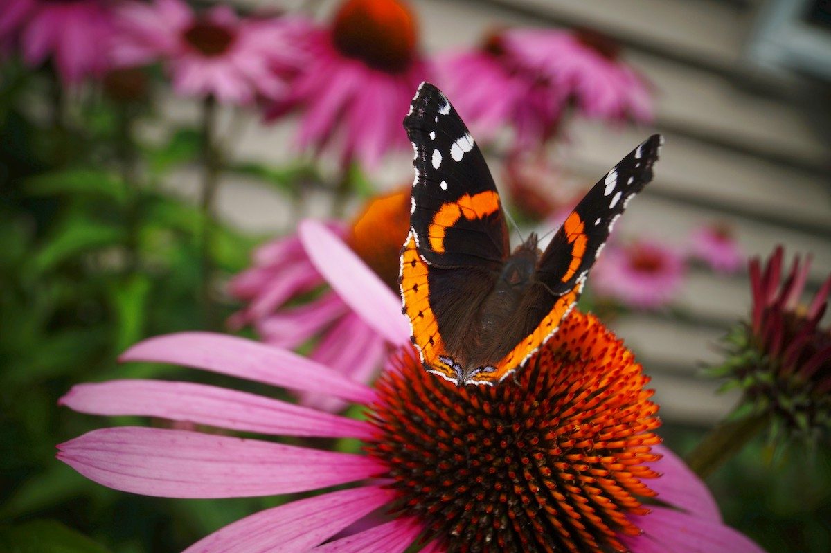 Attract Birds And Butterflies With Coneflowers Birds And Blooms,What Is Fondant Used For