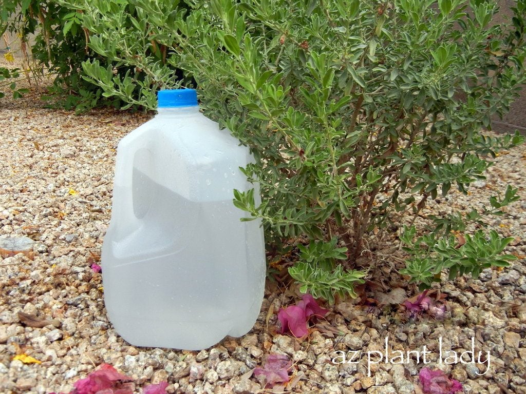 How To Repurpose Your Empty Milk Jugs For Your Garden