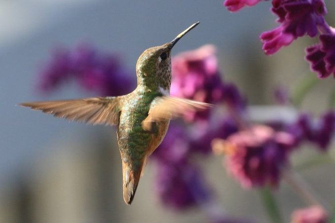 hummingbird and mexican sage