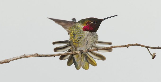Anna's hummingbird in winter
