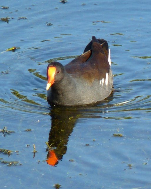 Male Common Gallinule by J Staake