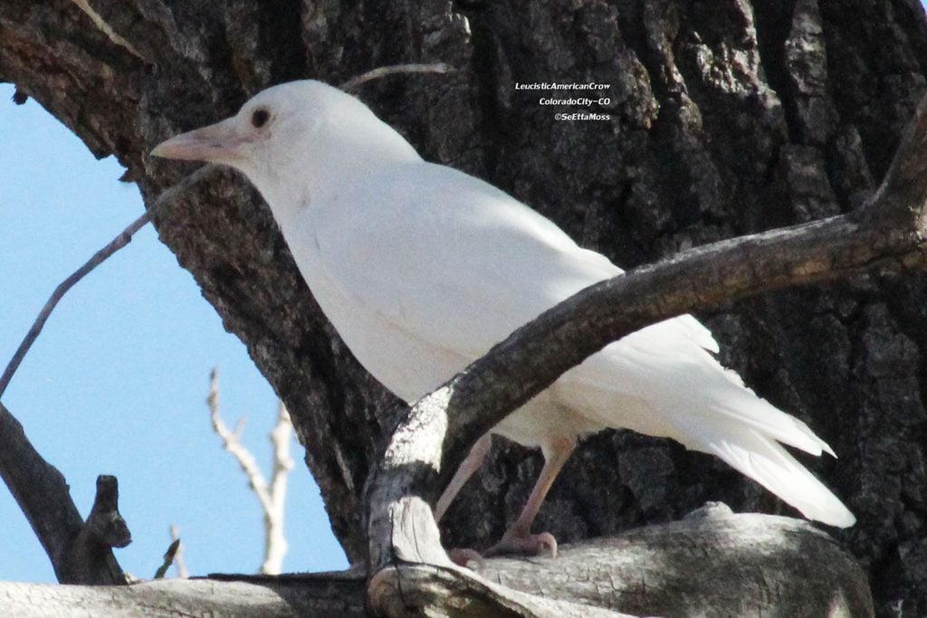 albino white crow