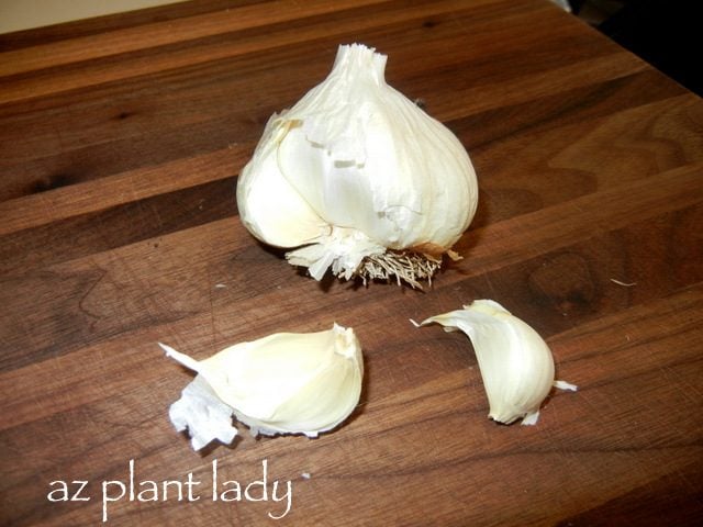 how to plant garlic cloves