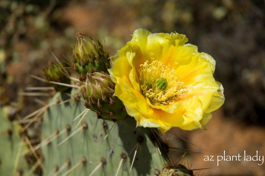 Hardy Prickly Pear Opuntia Cactus LOVELY RUFFLED YELLOW CREAM FLOWERS  2 For 1 