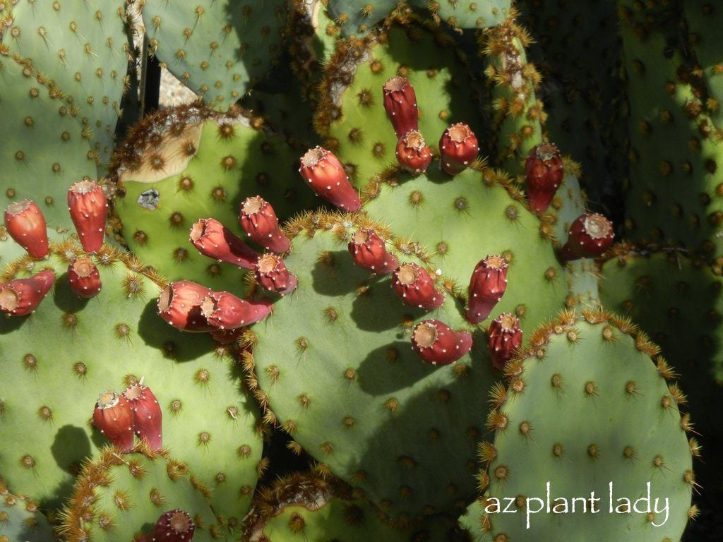 Prickly Pear Fruit 5