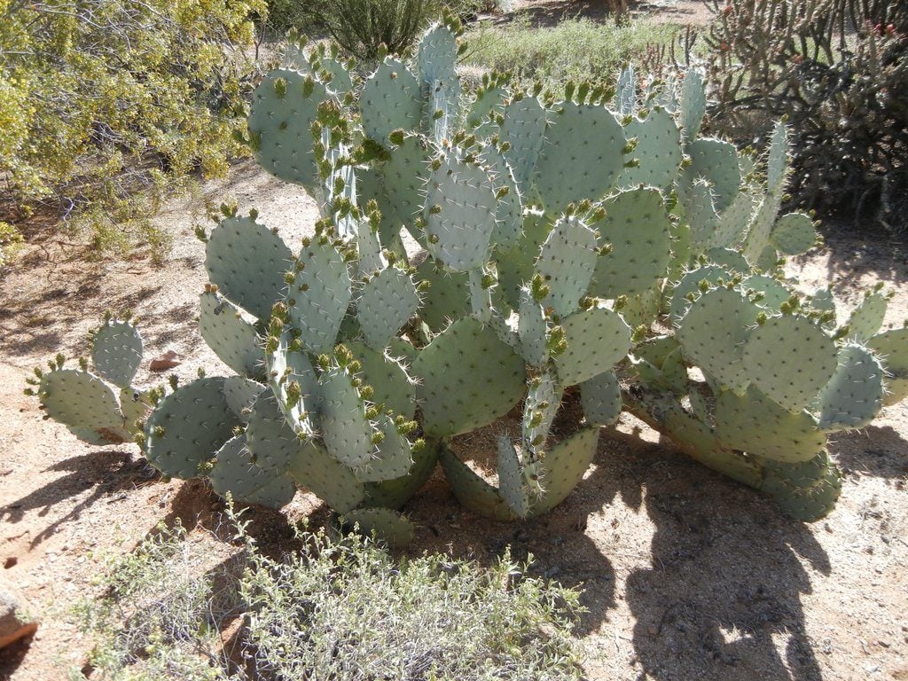 Prickly Pear buds ready to bloom