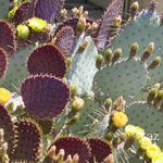 Prickly Pear Cactus: Flowers, Fruit and Shelter
