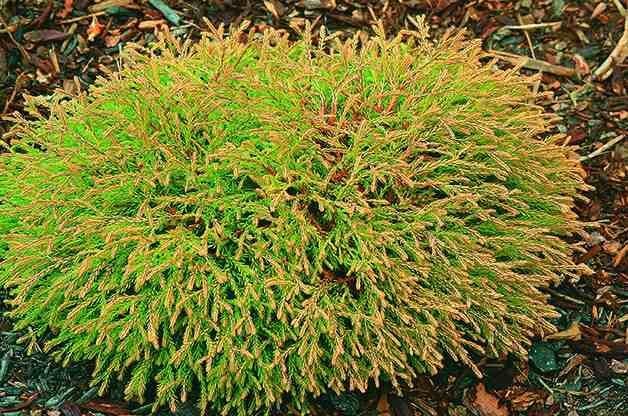 Top 10 Dwarf Conifers for Small Space Gardening: Arborvitae