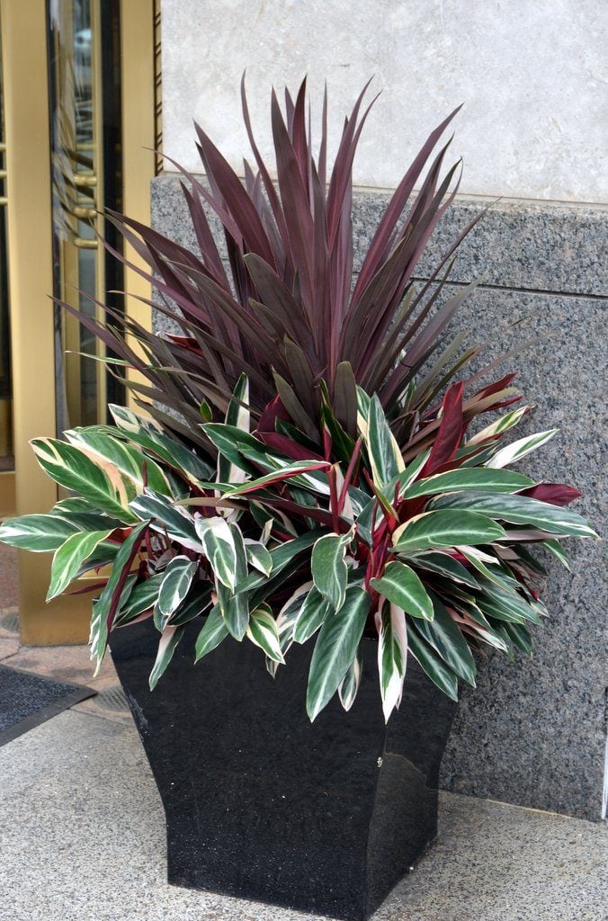 Beautiful Container Plantings Along the Streets of Chicago - Birds and ...