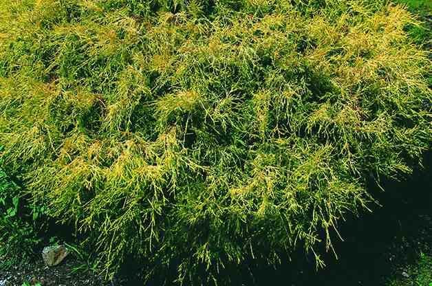 Top 10 Dwarf Conifers for Small Space Gardening: Sawara cypress