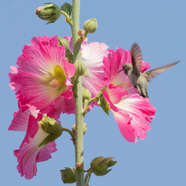 hummingbird and hollyhock flower