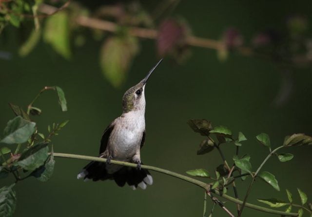 Perched Hummingbird by Connie Etter