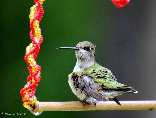 Hummingbird by Linda Sue Mohrmann