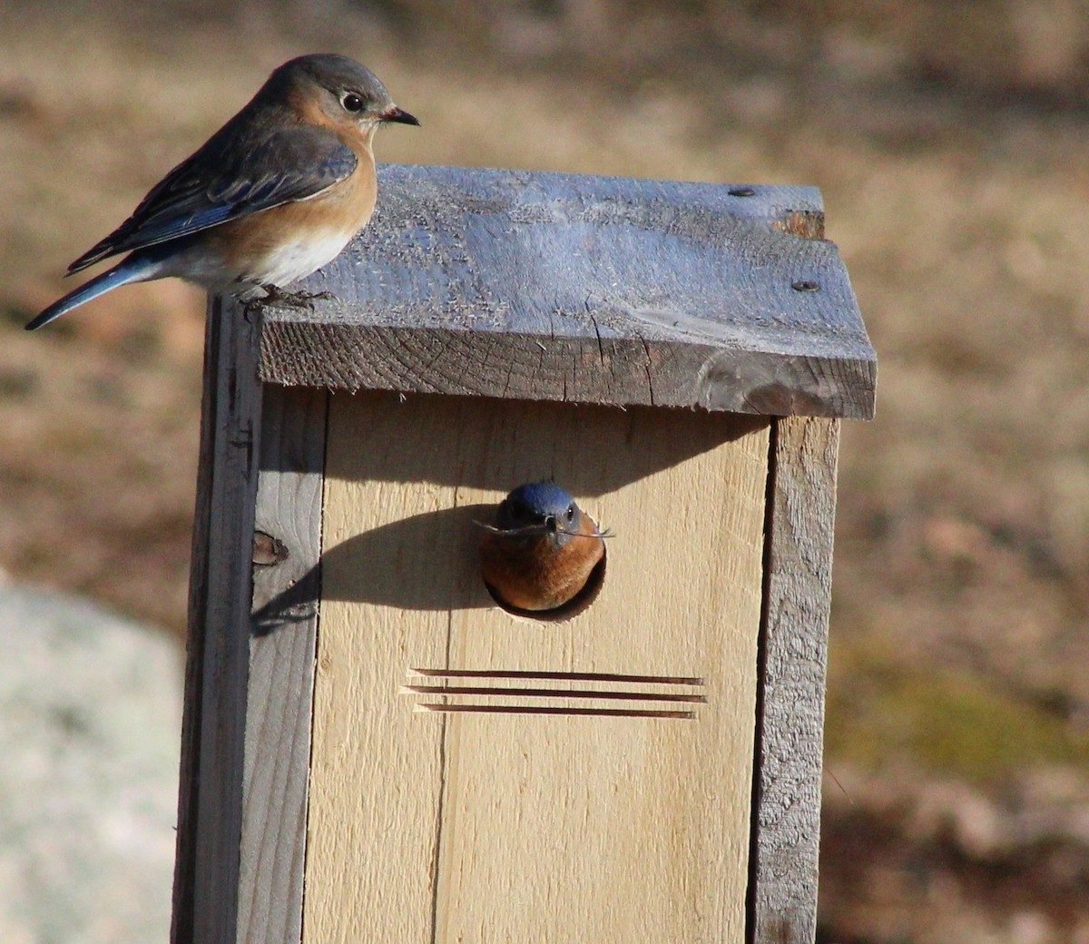 Cavity Nesting Birds – Ohio Bird Conservation Intiative