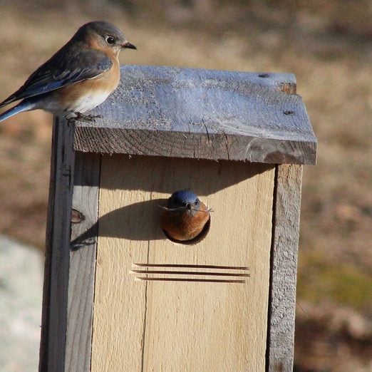 9 Different Types of Bird Nests and How to Spot Them - Birds and Blooms
