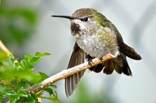 Hummingbirds in winter