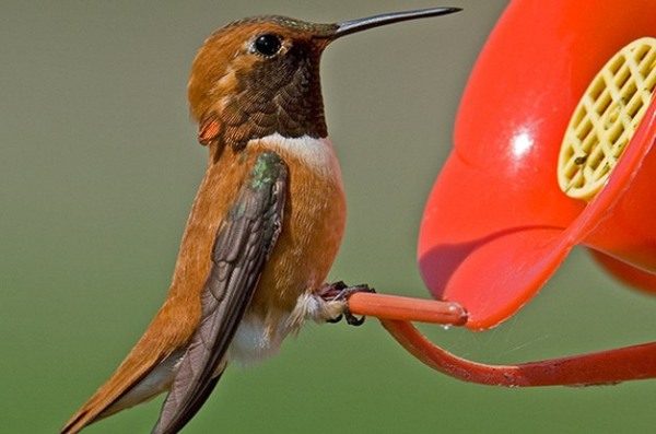 Expert Tips To Attract Hummingbirds In Winter Birds And Blooms,Lemon Drop Shots With Triple Sec