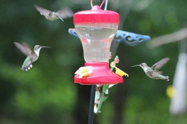 Attracting Hummingbirds for Less