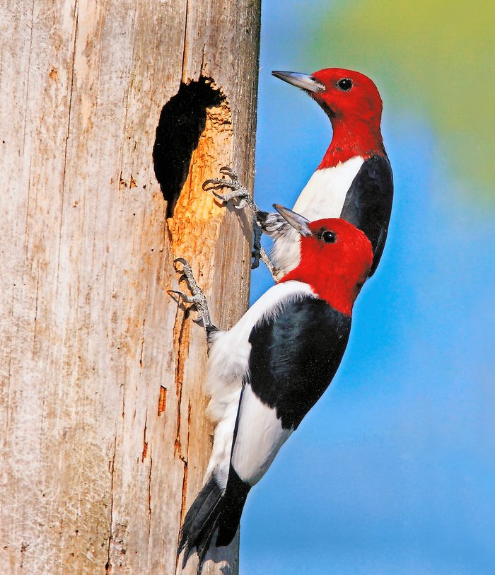 cavity nesting birds, red headed woodpeckers