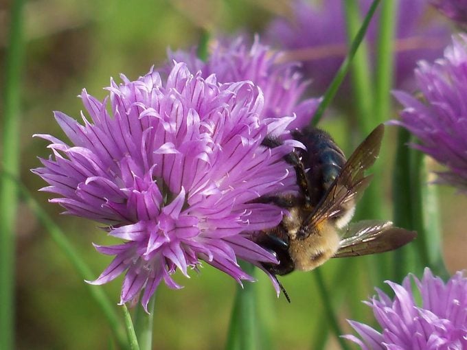 bumblebee on chives blossom