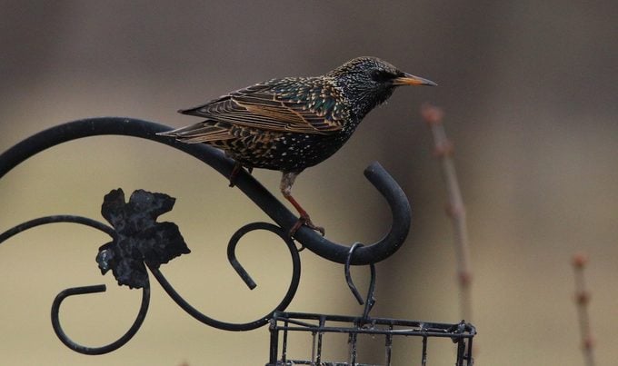 how to get rid of grackles, blackbirds and starlings