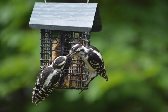 homemade bird suet, Downy woodpecker at suet feeder