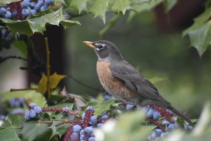 robin in a holly tree, birdscaping