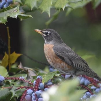 robin in a holly tree, bird landscaping