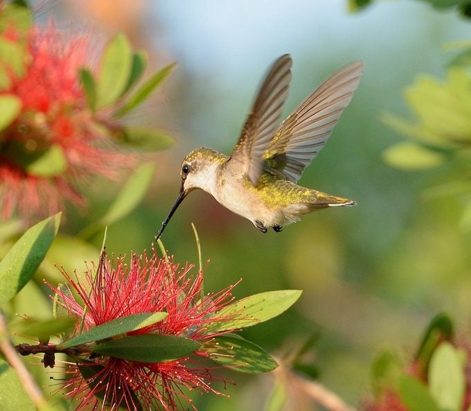 hummingbird at red flowers