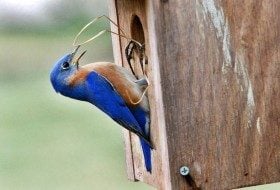 Plants That Attract Birds | Trees That Attract Birds - Birds & Blooms