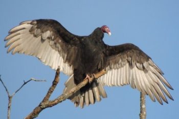 turkey vulture 