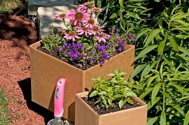 Cardboard Gardening