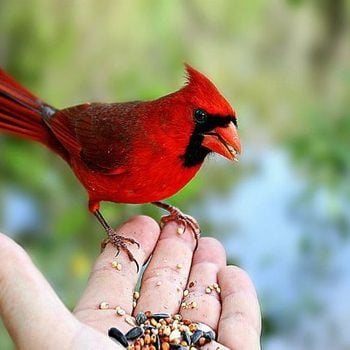Northern Cardinal feeding from hand