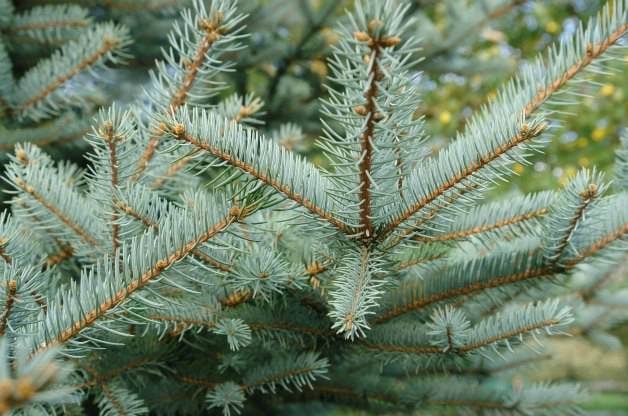 types of Conifer trees