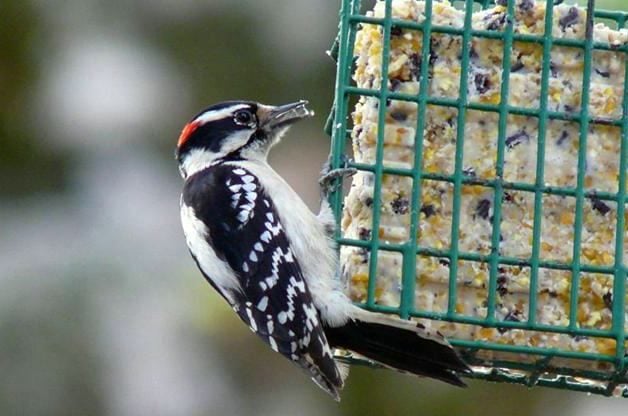 Downy woodpecker at suet feeder