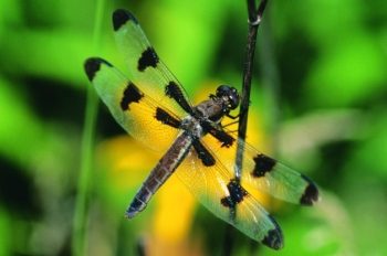 12-spot Skimmer Dragonfly