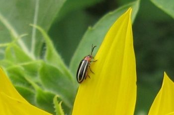 Garden Bugs Firefly