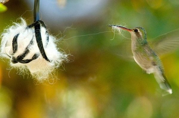 Hummingbird collects nesting material