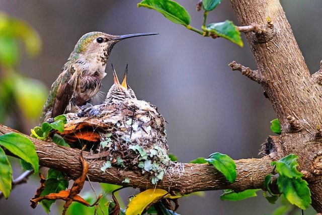An Anna's hummingbird mom feeds chicks in a nest.