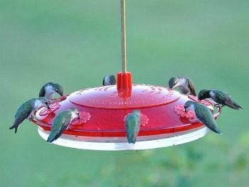 Hummingbirds at sugar water feeder