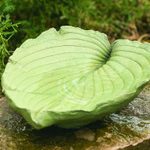 Make a DIY Concrete Leaf Birdbath