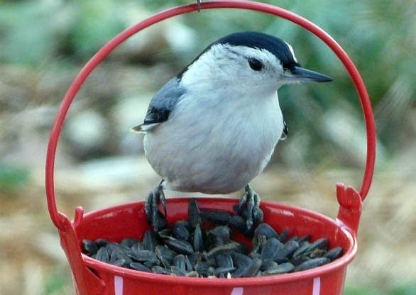 Nuthatch with Sunflower Seeds