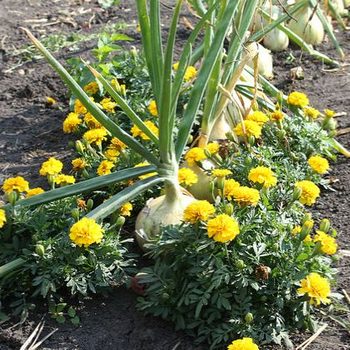 Onions and marigolds