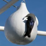 How to Make a Purple Martin Gourd House